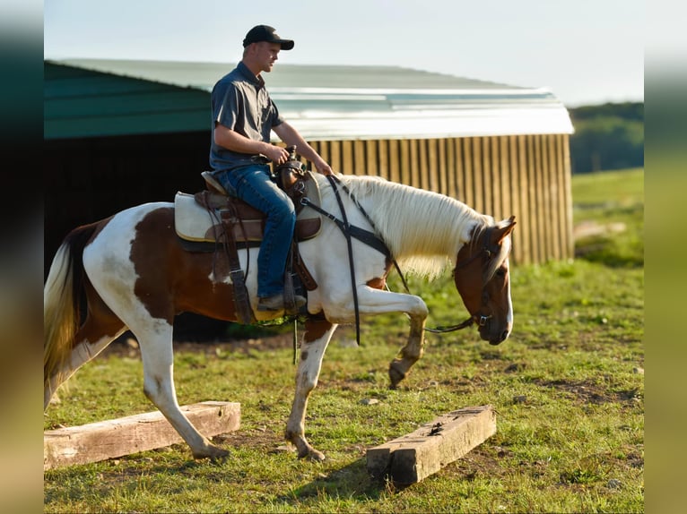 Frisones Caballo castrado 4 años Alazán-tostado in Warsaw NY