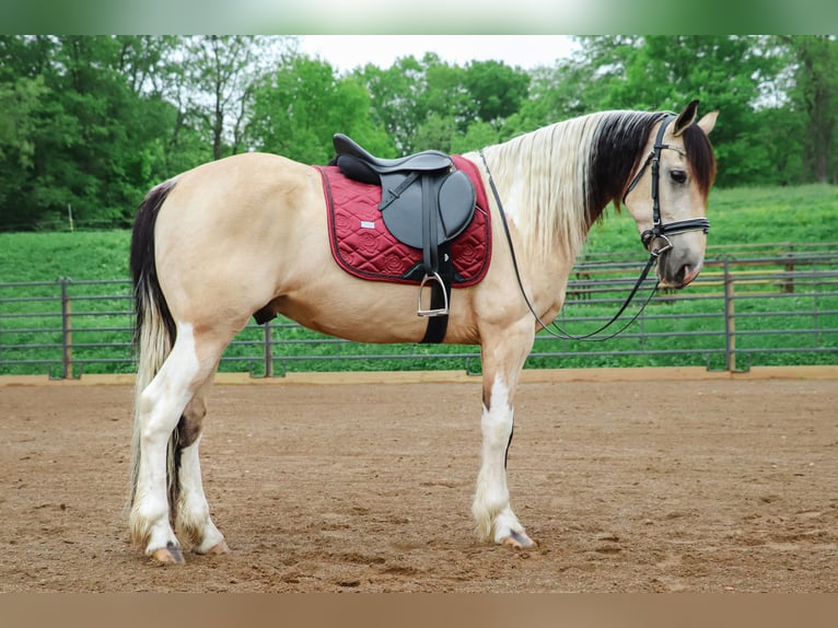 Frisones Mestizo Caballo castrado 4 años Buckskin/Bayo in Millersburg