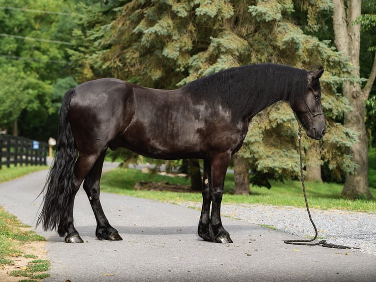 Frisones Caballo castrado 4 años Negro in New Holland
