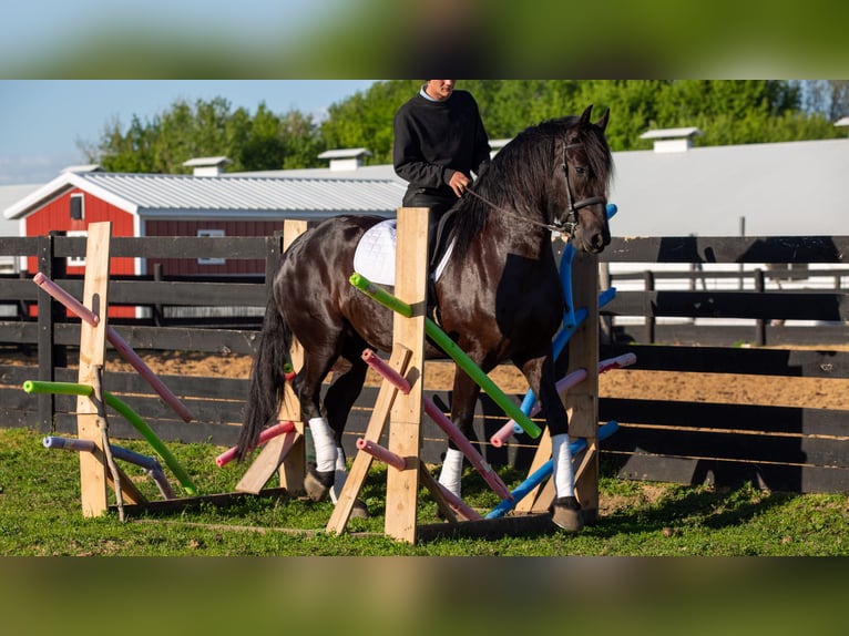 Frisones Mestizo Caballo castrado 4 años Negro in Shipshewana