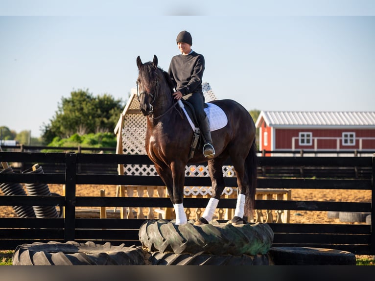 Frisones Mestizo Caballo castrado 4 años Negro in Shipshewana