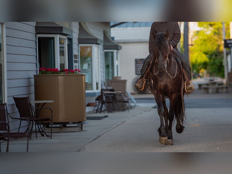 Frisones Mestizo Caballo castrado 4 años Negro in Shipshewana