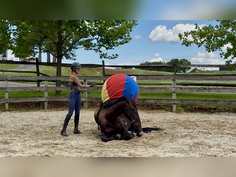Frisones Mestizo Caballo castrado 4 años Negro in Gap