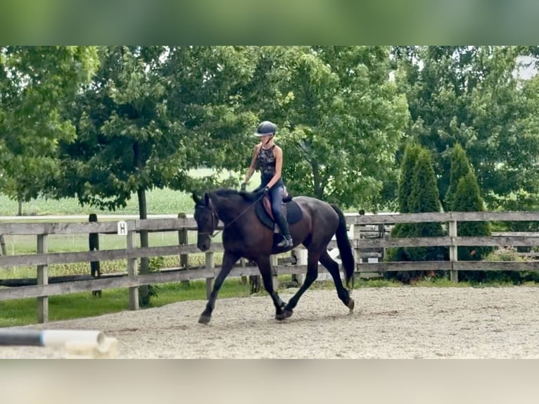 Frisones Mestizo Caballo castrado 4 años Negro in Gap