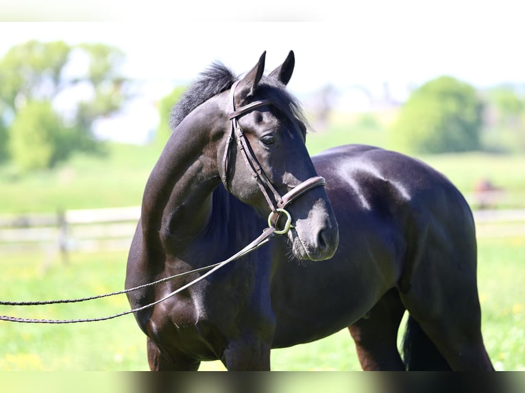 Frisones Mestizo Caballo castrado 4 años Negro in Gap