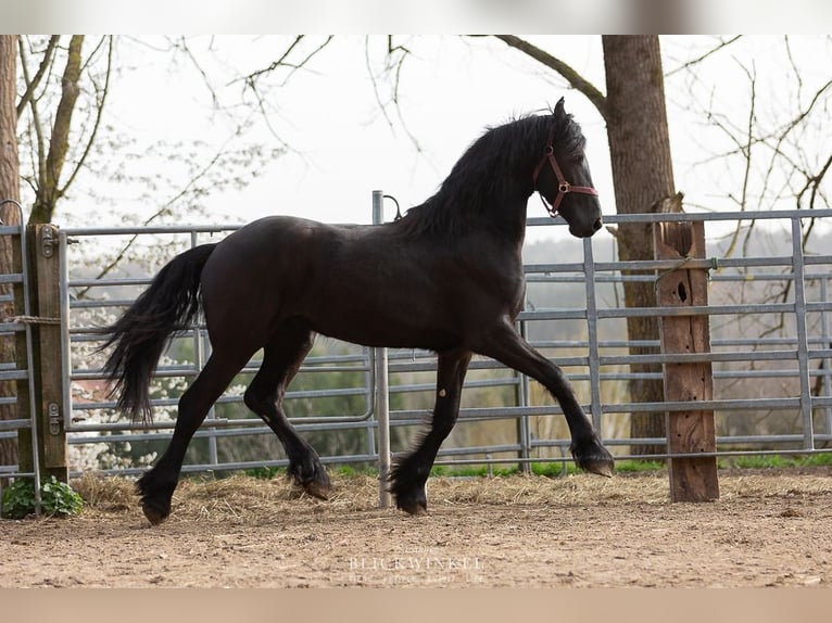 Frisones Caballo castrado 4 años Negro in Schöllnach