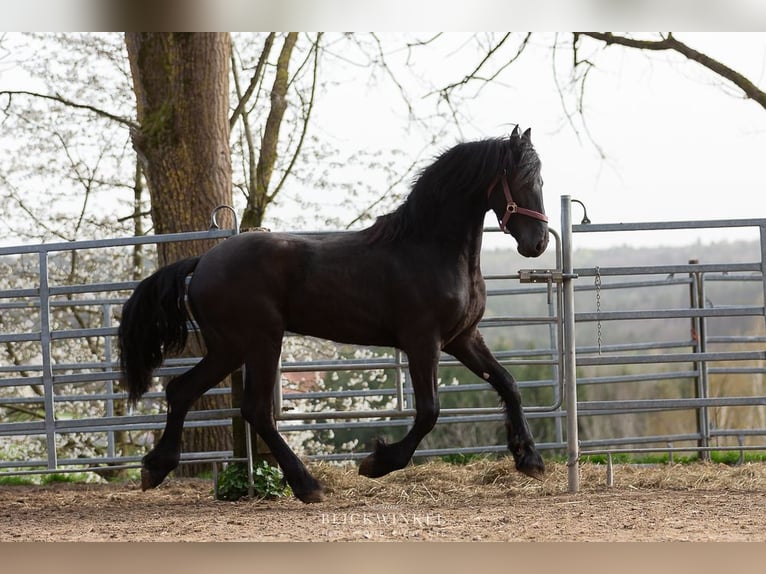 Frisones Caballo castrado 4 años Negro in Schöllnach