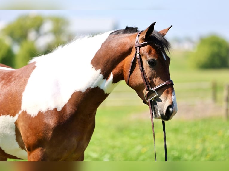 Frisones Caballo castrado 4 años Pío in Gap