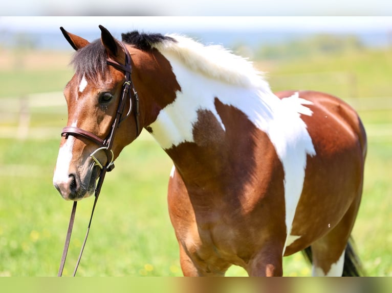 Frisones Caballo castrado 4 años Pío in Gap
