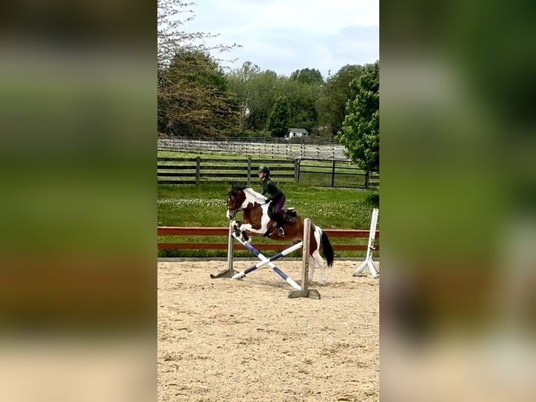 Frisones Caballo castrado 4 años Pío in Gap