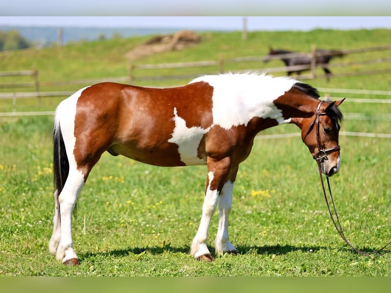 Frisones Caballo castrado 4 años Pío in Gap