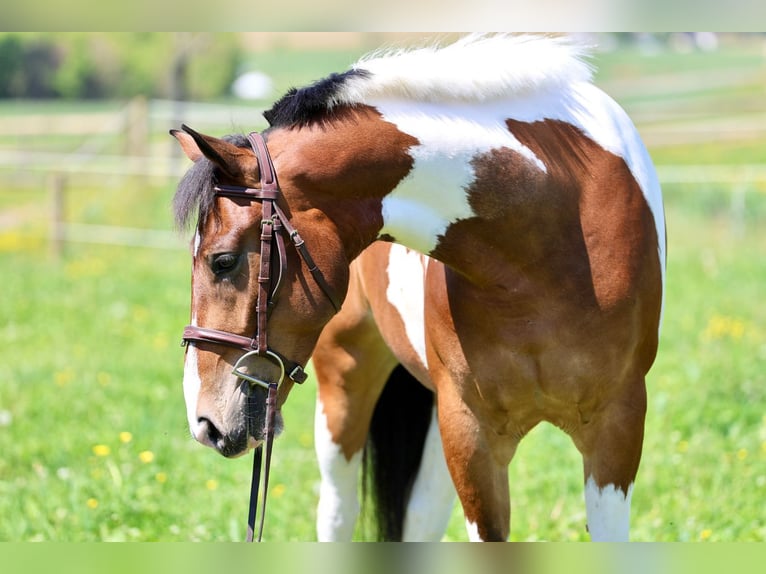 Frisones Caballo castrado 4 años Pío in Gap