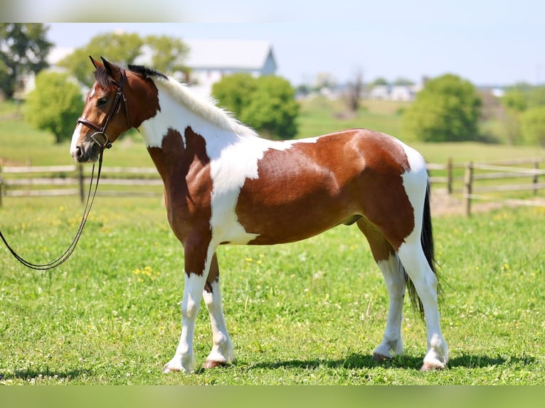 Frisones Caballo castrado 4 años Pío in Gap