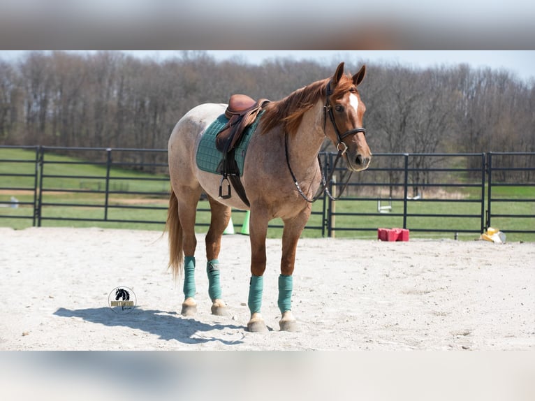 Frisones Mestizo Caballo castrado 4 años Ruano alazán in Fredericksburg, OH