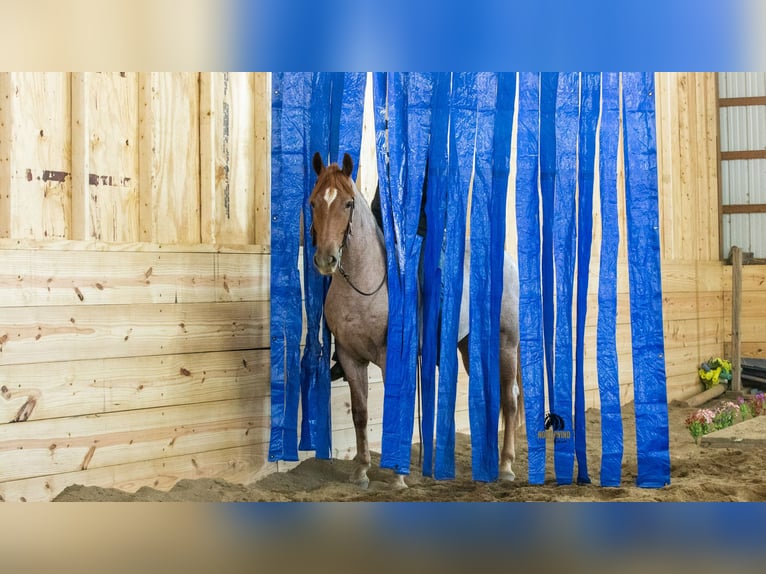 Frisones Mestizo Caballo castrado 4 años Ruano alazán in Fredericksburg, OH