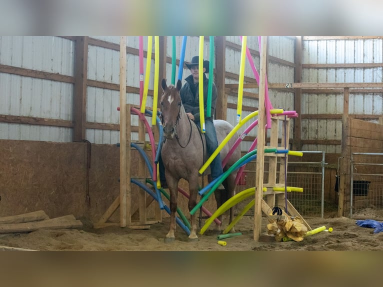 Frisones Mestizo Caballo castrado 4 años Ruano alazán in Fredericksburg, OH
