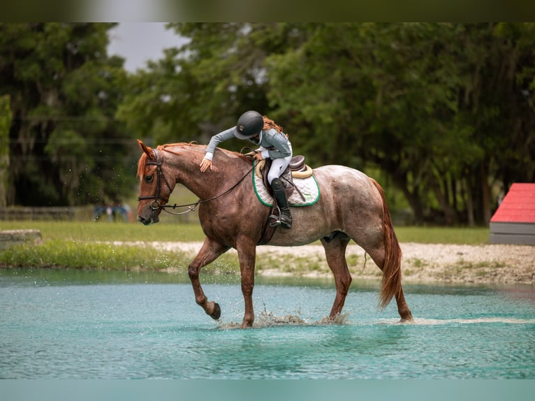 Frisones Mestizo Caballo castrado 4 años Ruano alazán in Ocala
