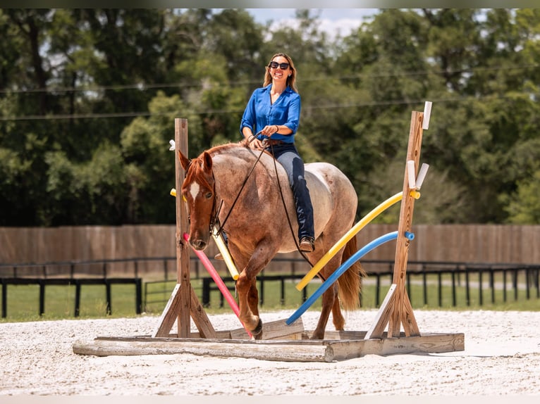 Frisones Mestizo Caballo castrado 4 años Ruano alazán in Ocala