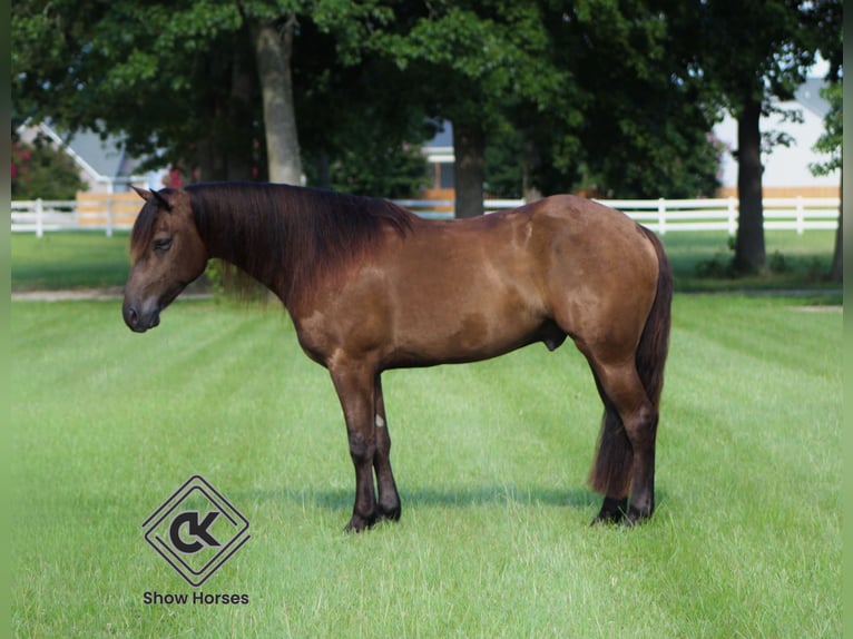 Frisones Mestizo Caballo castrado 5 años 142 cm Negro in Selma