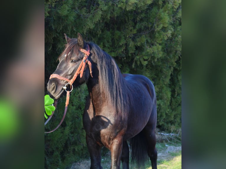 Frisones Mestizo Caballo castrado 5 años 145 cm Negro in Békés