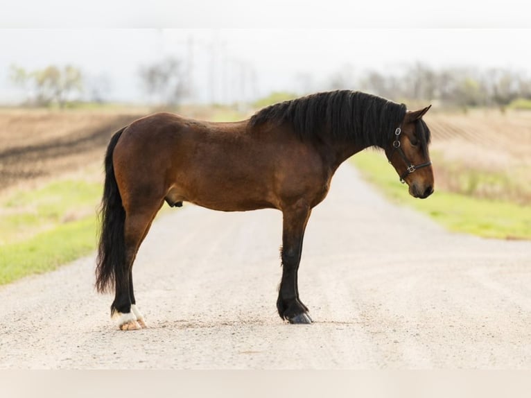 Frisones Caballo castrado 5 años 150 cm Castaño rojizo in Ames, IA