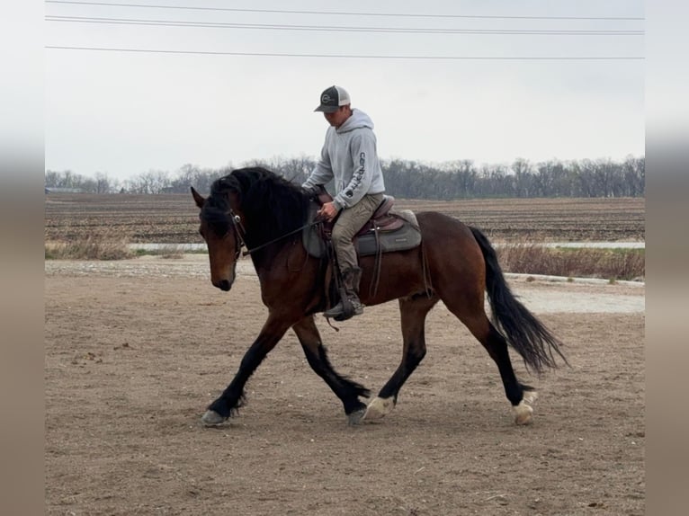 Frisones Caballo castrado 5 años 150 cm Castaño rojizo in Ames, IA