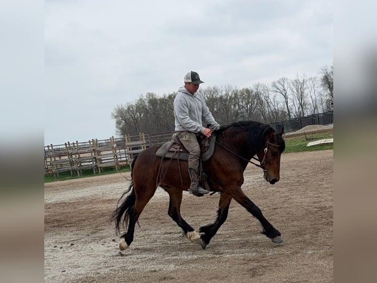 Frisones Caballo castrado 5 años 150 cm Castaño rojizo in Ames, IA