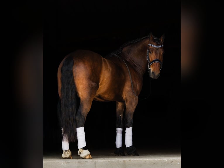 Frisones Caballo castrado 5 años 150 cm Castaño rojizo in Ames, IA