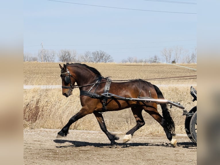 Frisones Caballo castrado 5 años 150 cm Castaño rojizo in Ames, IA