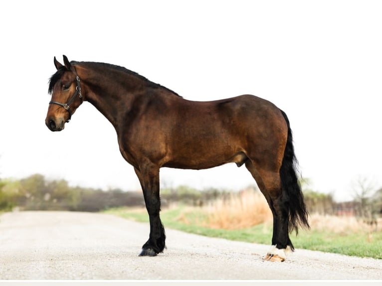 Frisones Caballo castrado 5 años 150 cm Castaño rojizo in Ames, IA