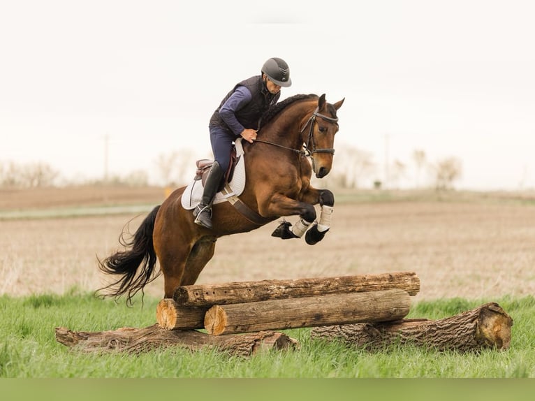 Frisones Caballo castrado 5 años 150 cm Castaño rojizo in Ames, IA