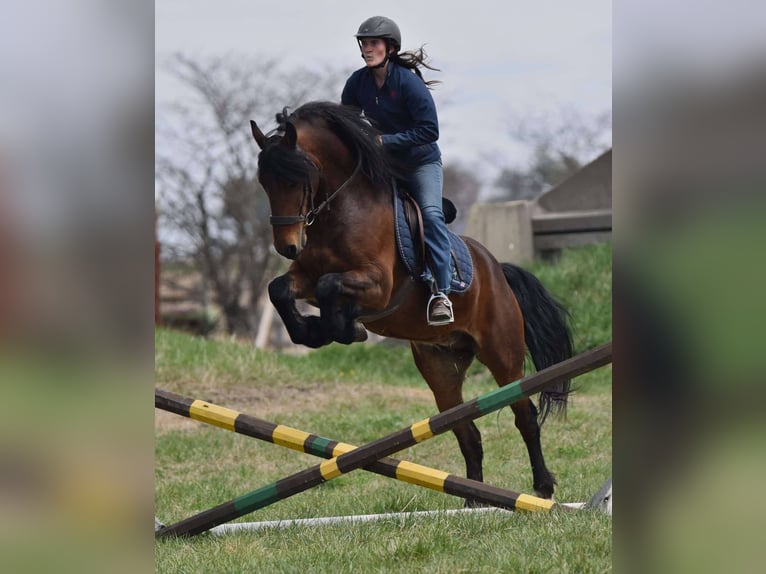 Frisones Caballo castrado 5 años 150 cm Castaño rojizo in Ames, IA