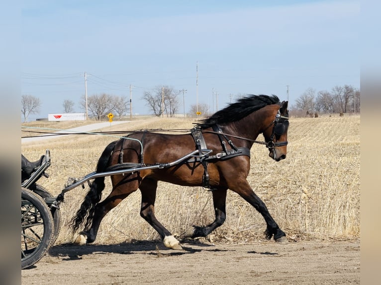 Frisones Caballo castrado 5 años 150 cm Castaño rojizo in Ames, IA