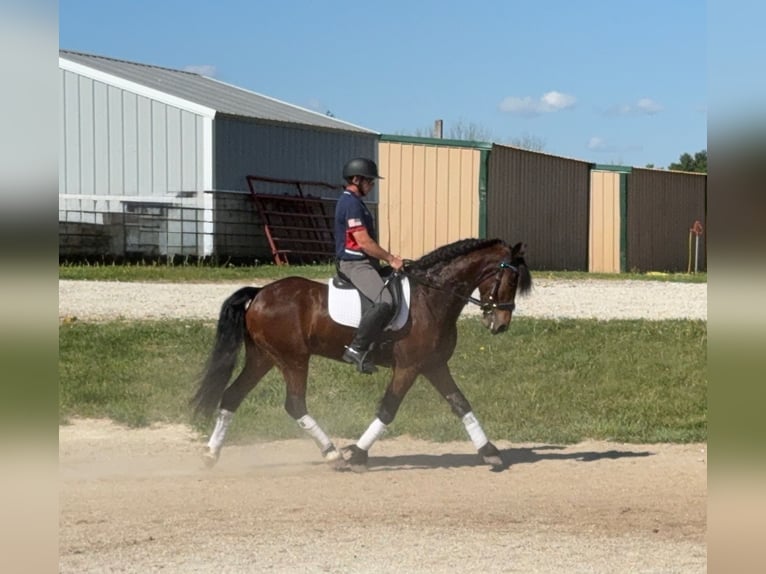 Frisones Caballo castrado 5 años 150 cm Castaño rojizo in Ames, IA