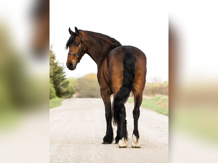 Frisones Caballo castrado 5 años 150 cm Castaño rojizo in Ames, IA