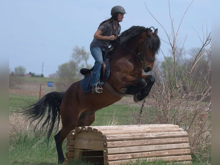 Frisones Caballo castrado 5 años 150 cm Castaño rojizo in Ames, IA