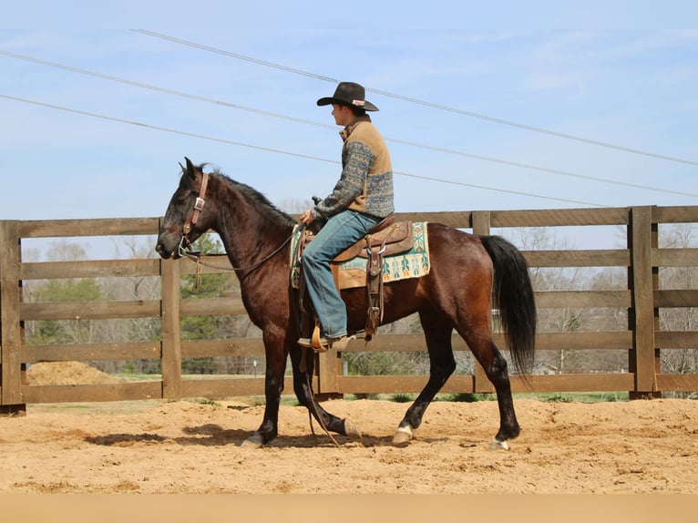 Frisones Caballo castrado 5 años 150 cm Castaño rojizo in Cherryville