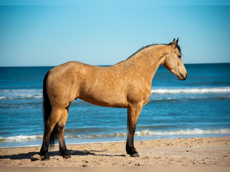 Frisones Mestizo Caballo castrado 5 años 152 cm Buckskin/Bayo in Ocala