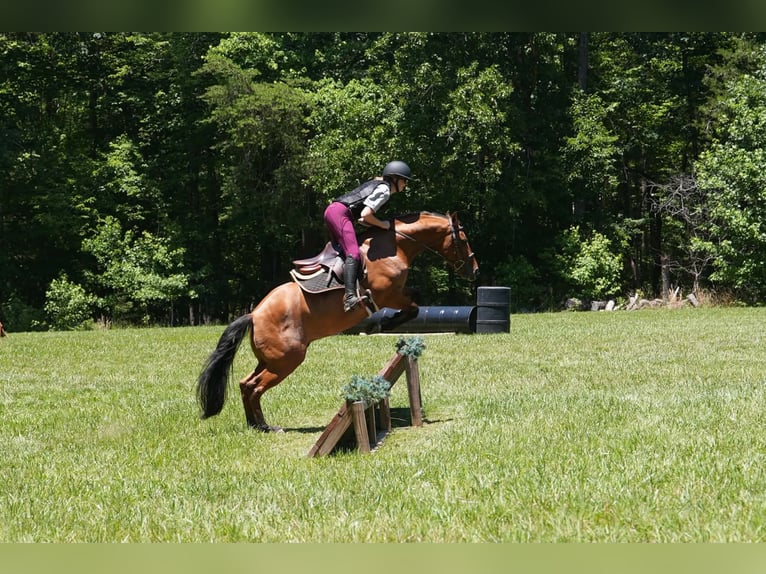 Frisones Mestizo Caballo castrado 5 años 152 cm Buckskin/Bayo in Clover