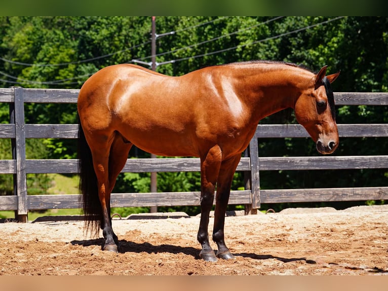 Frisones Mestizo Caballo castrado 5 años 152 cm Buckskin/Bayo in Clover