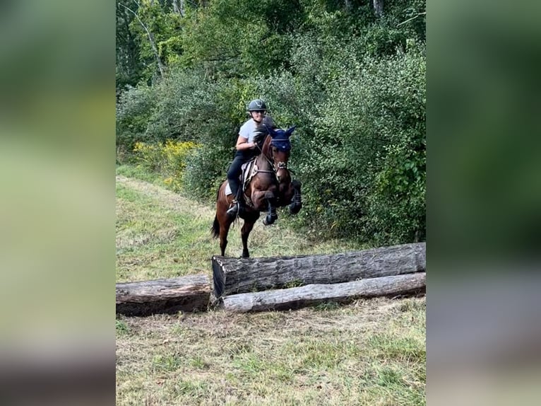 Frisones Caballo castrado 5 años 152 cm Castaño rojizo in Everett PA