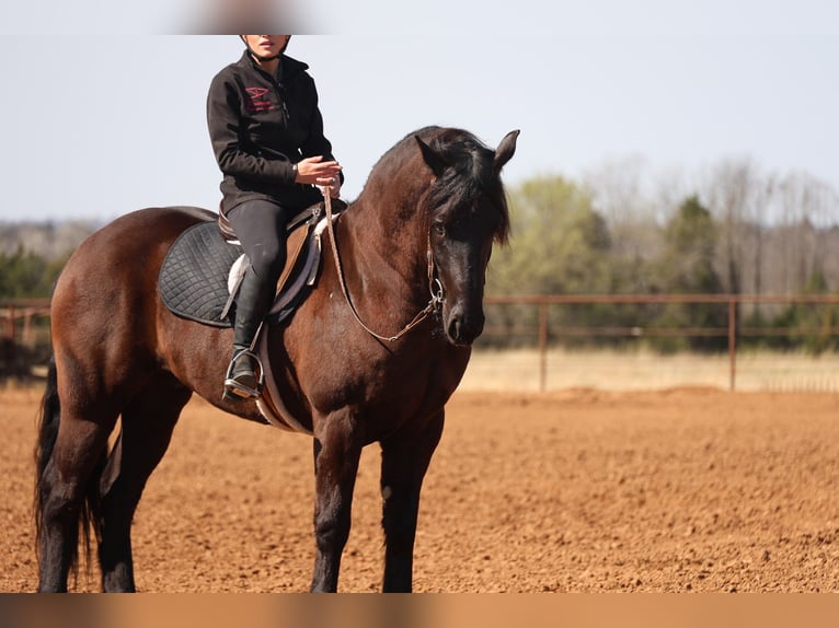 Frisones Mestizo Caballo castrado 5 años 152 cm Negro in Ripley