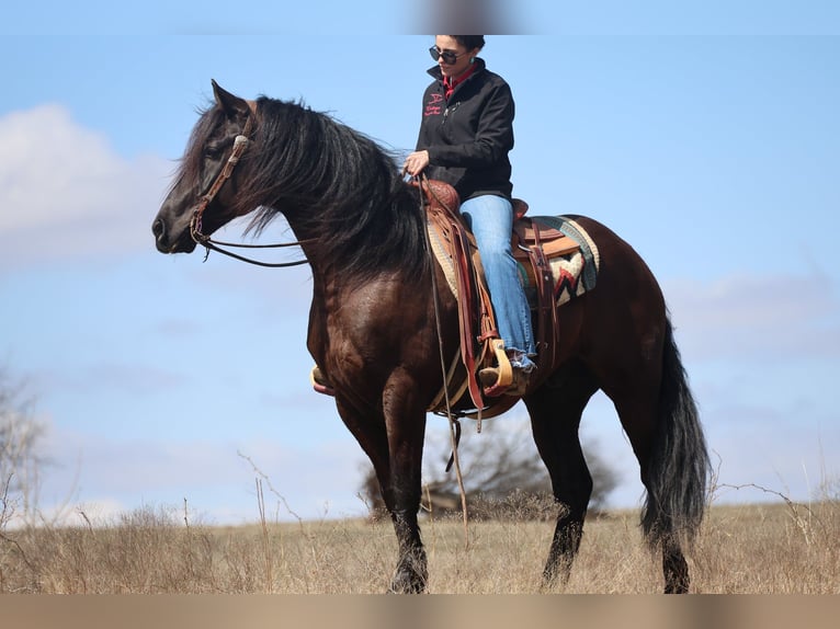 Frisones Mestizo Caballo castrado 5 años 152 cm Negro in Ripley