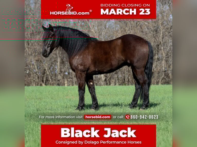 Frisones Mestizo Caballo castrado 5 años 152 cm Negro in Ripley