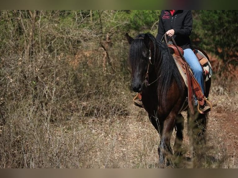 Frisones Mestizo Caballo castrado 5 años 152 cm Negro in Ripley