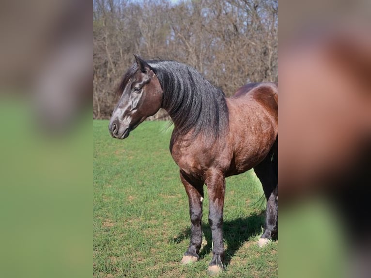 Frisones Mestizo Caballo castrado 5 años 152 cm Negro in Ripley