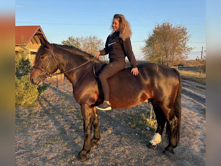 Frisones Mestizo Caballo castrado 5 años 153 cm in Szarvas