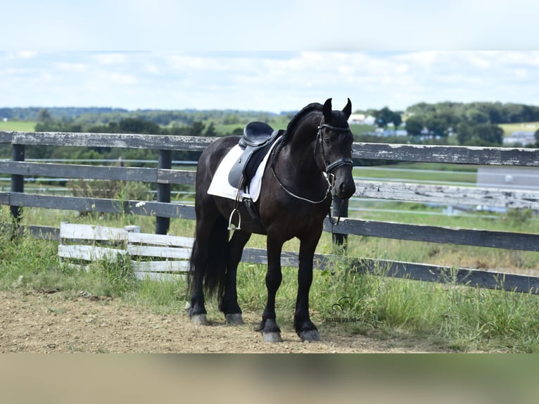 Frisones Mestizo Caballo castrado 5 años 155 cm Negro in Fredericksburg