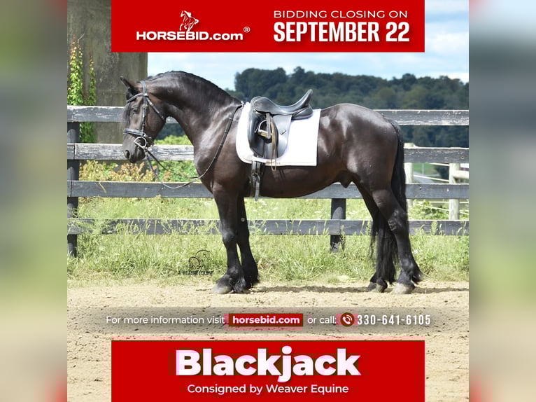Frisones Mestizo Caballo castrado 5 años 155 cm Negro in Fredericksburg