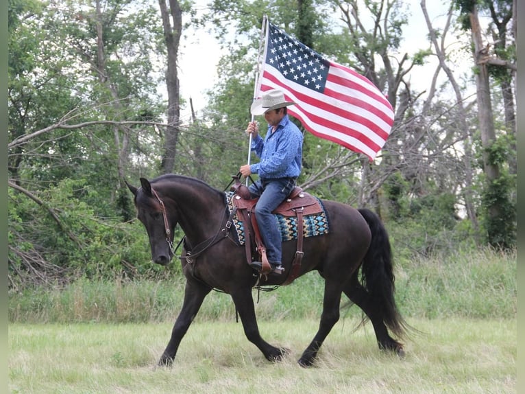 Frisones Mestizo Caballo castrado 5 años 155 cm Negro in Cambridge, IA